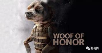 娱乐吃瓜汪星人是谁啊,网络红星的崛起之路